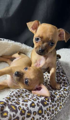 CHIHUAHUAS CABEZA DE MANZANA  - Imagen 6