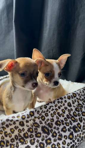 CHIHUAHUAS CABEZA DE MANZANA  - Imagen 5