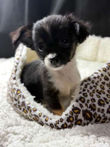 CHIHUAHUA DE PELO LARGO HEMBRA - Imagen 6