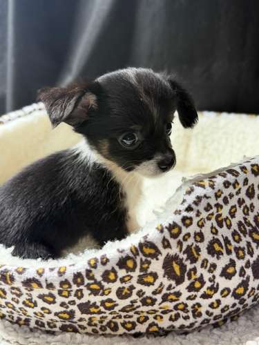 CHIHUAHUA DE PELO LARGO HEMBRA - Imagen 4