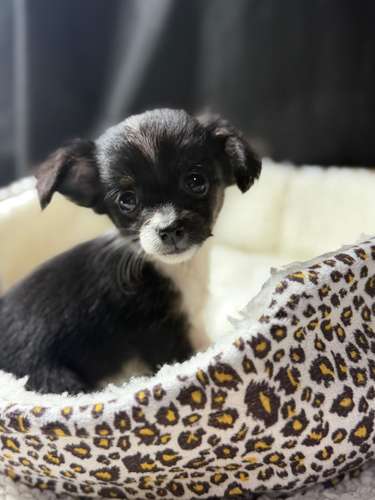 CHIHUAHUA DE PELO LARGO HEMBRA - Imagen 3