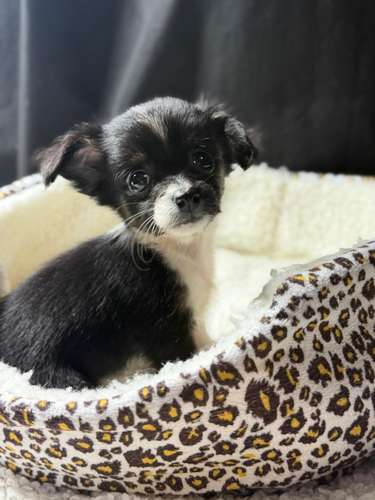 CHIHUAHUA DE PELO LARGO HEMBRA - Imagen 2