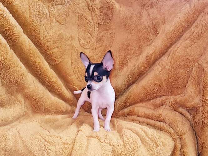 Chihuahua de bolsillo 