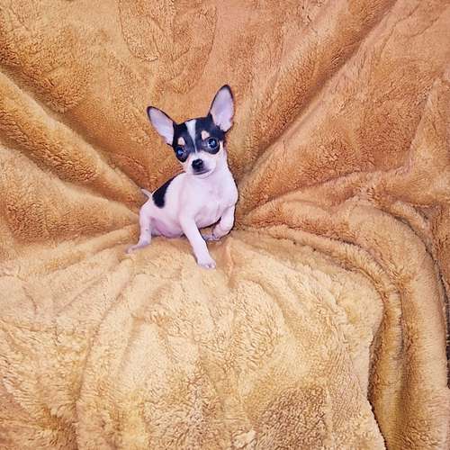 Chihuahua de bolsillo  - Imagen 2
