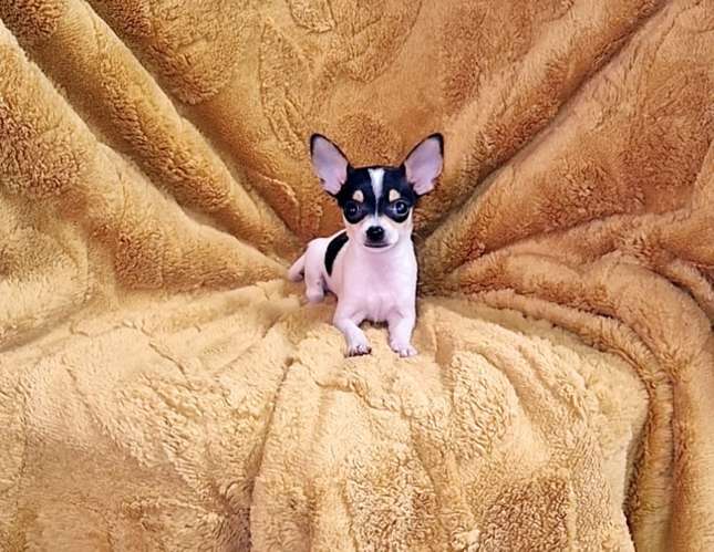 Chihuahua de bolsillo  - Imagen 3