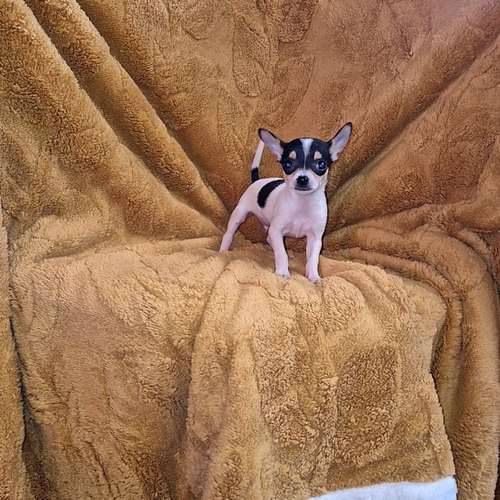 Chihuahua de bolsillo  - Imagen 4