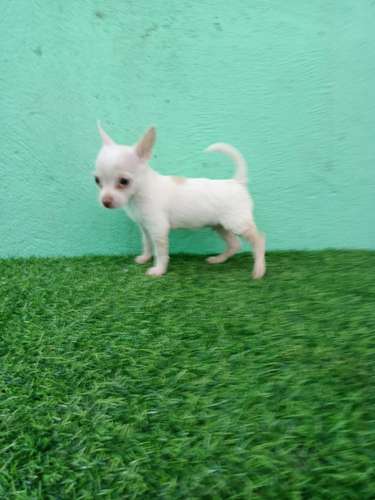 Chihuahua de bolsillo  - Imagen 2