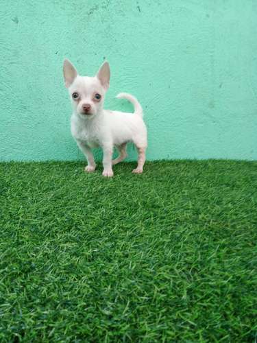 Chihuahua de bolsillo 