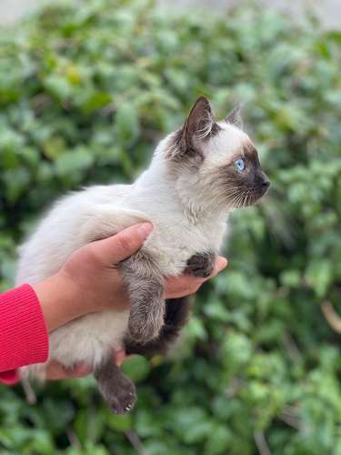Gato siamés  - Imagen 3