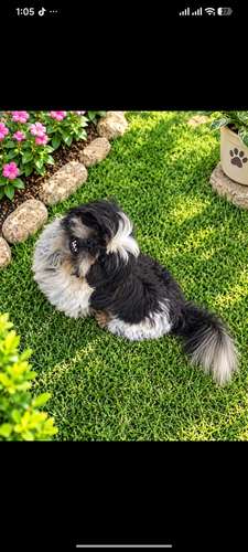 Perrito shit zu  - Imagen 2