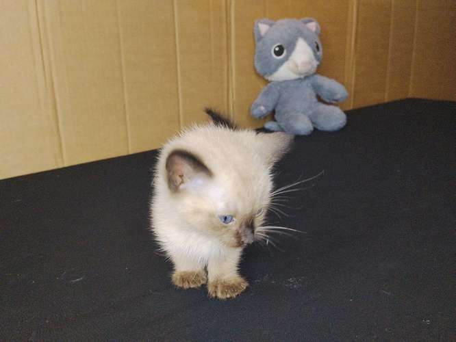 gato siamés bebe - Imagen 2