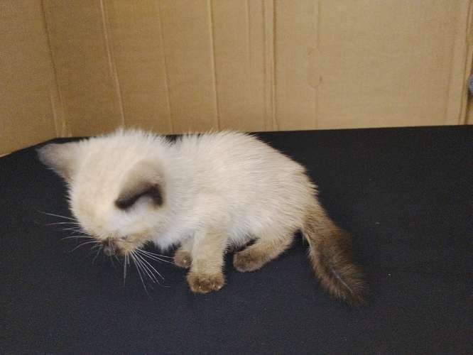gato siamés bebe - Imagen 5