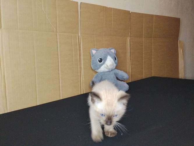 gato siamés bebe - Imagen 3