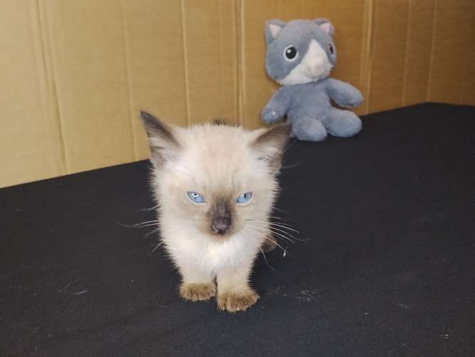 gato siamés bebe