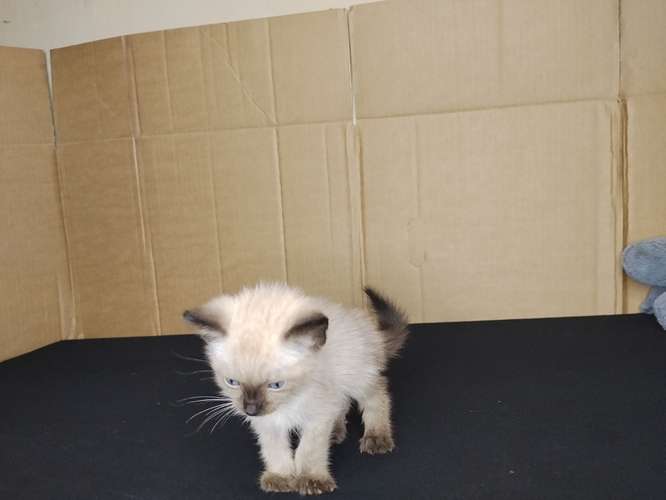gato siamés bebe - Imagen 4