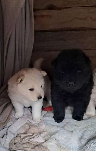 Chow chow