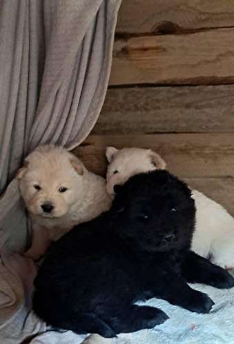 Chow chow