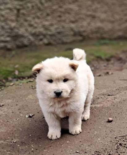Chow chow