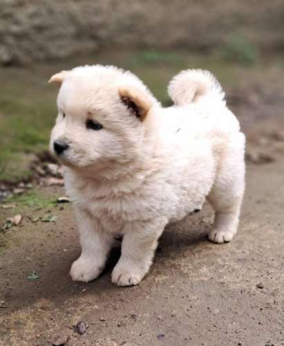 Chow chow