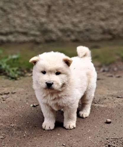 Chow chow