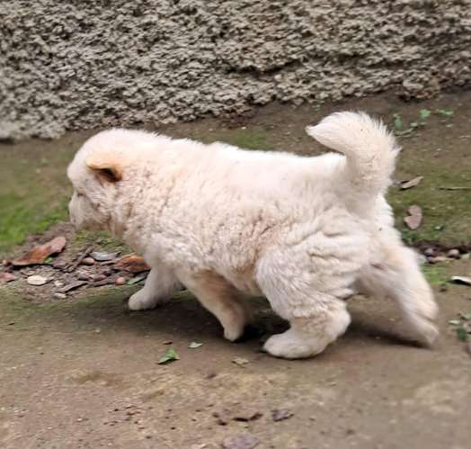 Chow chow