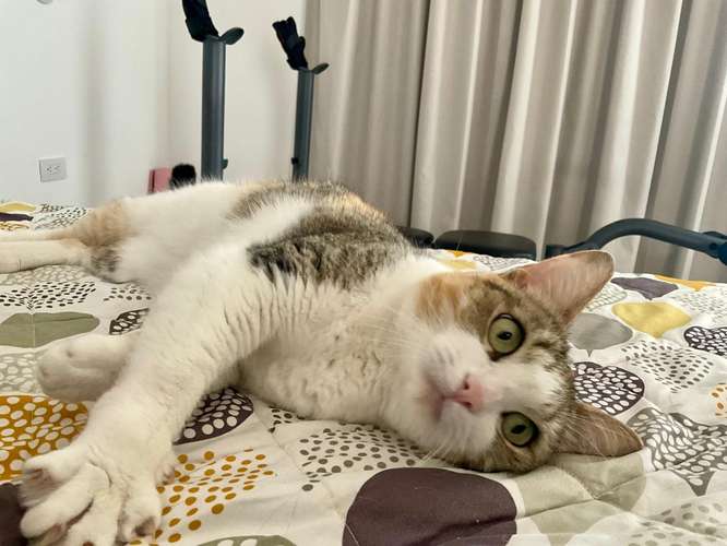 Gatita en adopción 