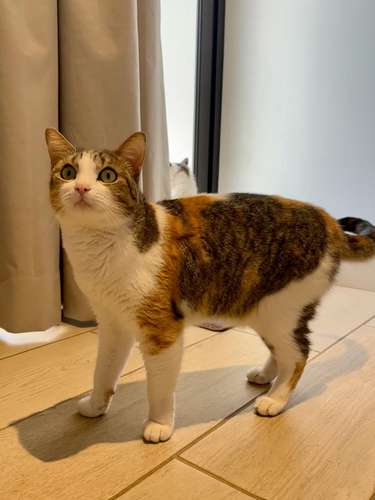 Gatita en adopción  - Imagen 4