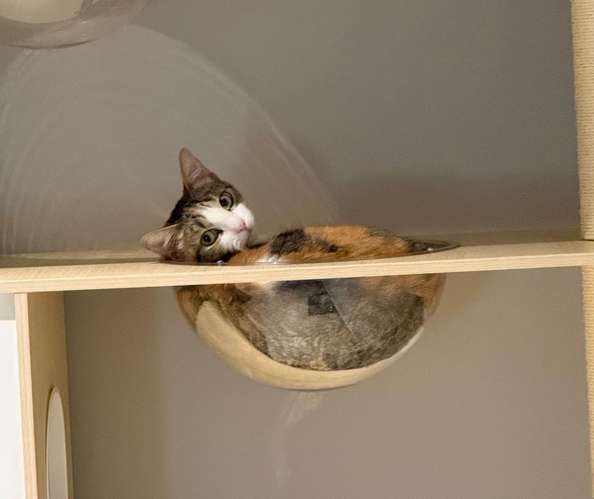 Gatita en adopción  - Imagen 3