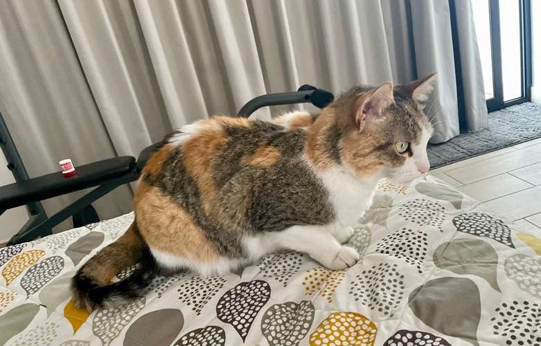 Gatita en adopción  - Imagen 2