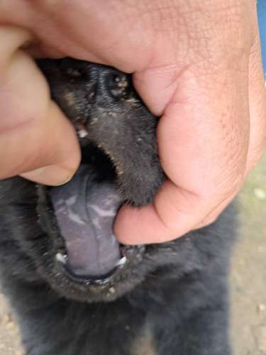 Chow chow - Imagen 4