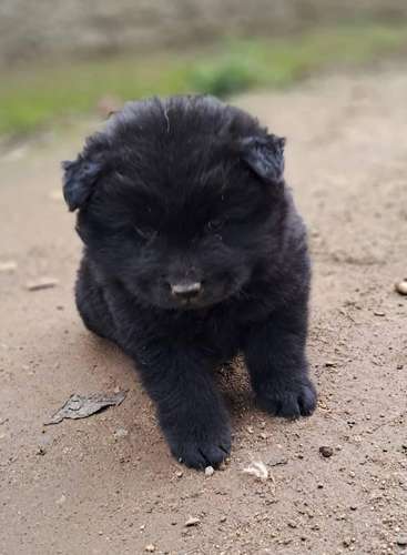 Chow chow