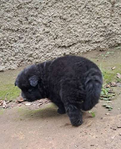 Chow chow - Imagen 2