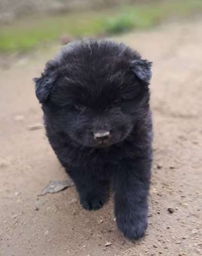 Chow chow - Imagen 3
