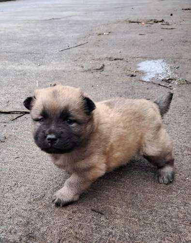 Chow chow