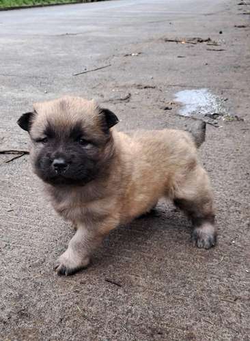 Chow chow