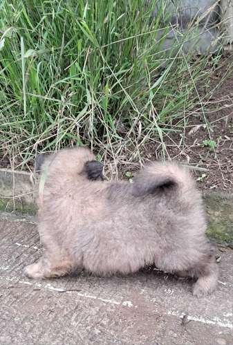 Chow chow