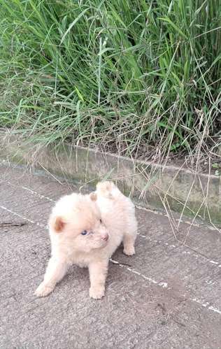 Chow chow