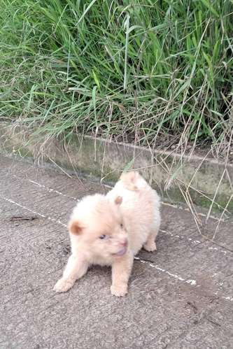 Chow chow