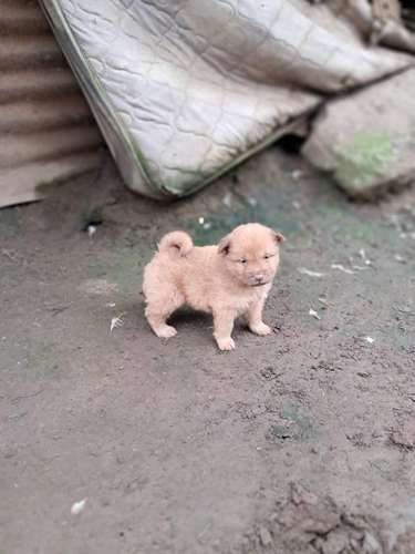 Chow chow