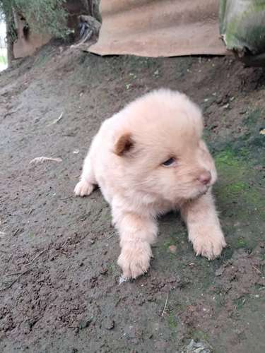 Chow chow