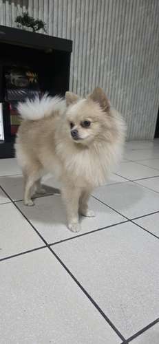Pomerania hembrita - Imagen 2