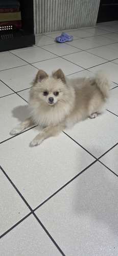 Pomerania hembrita - Imagen 4