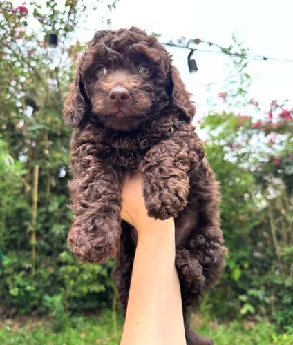 Hermoso Caniche Toy 