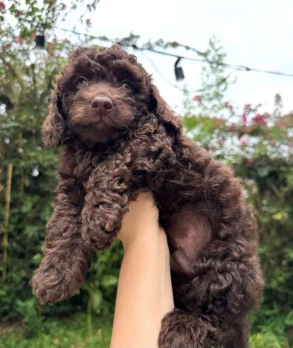 Hermoso Caniche Toy 