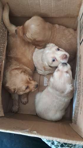 Cocker spaniel  - Imagen 3