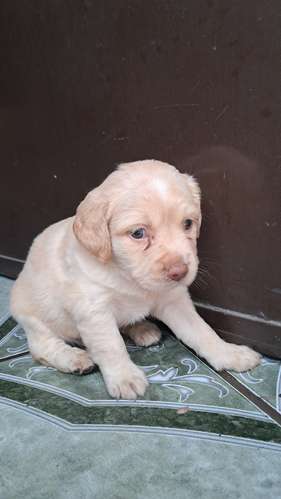 Cocker spaniel  - Imagen 5