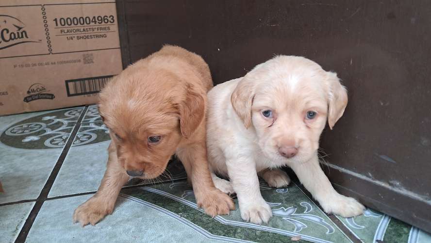 Cocker spaniel  - Imagen 7