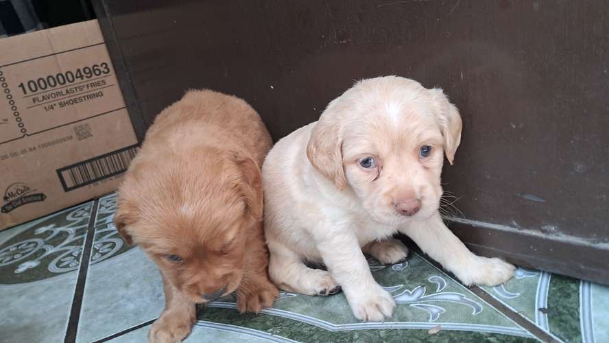 Cocker spaniel  - Imagen 2