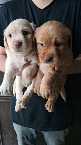 Cocker spaniel - Imagen 2