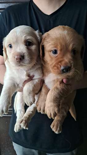 Cocker spaniel - Imagen 4